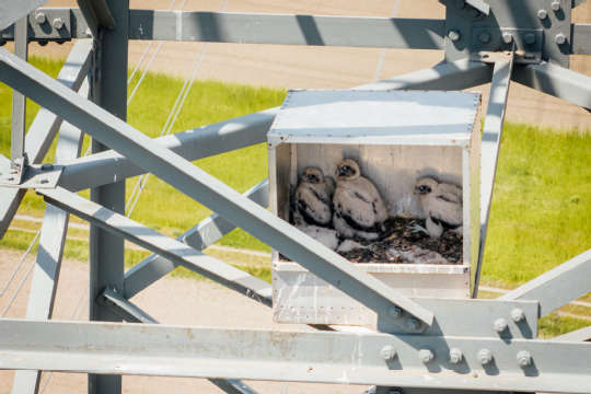 Beringung Sakerfalke 2025